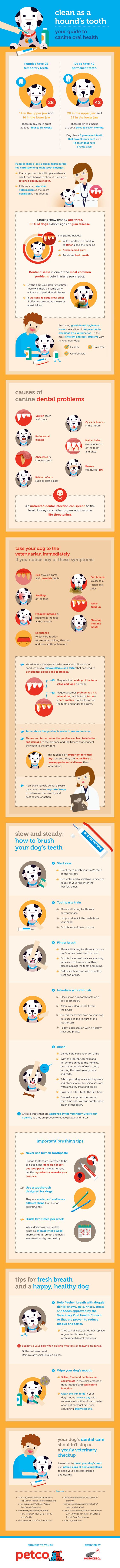 guide to canine oral health