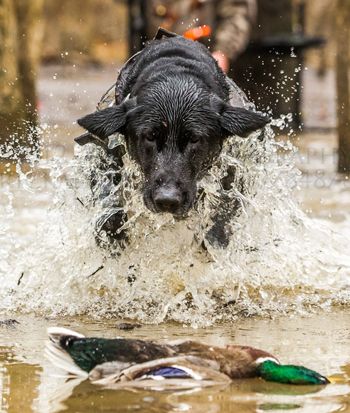 Gun Dog Training Tips: How to Correct Bad Behavior in the Blind #Dogs #Hunting