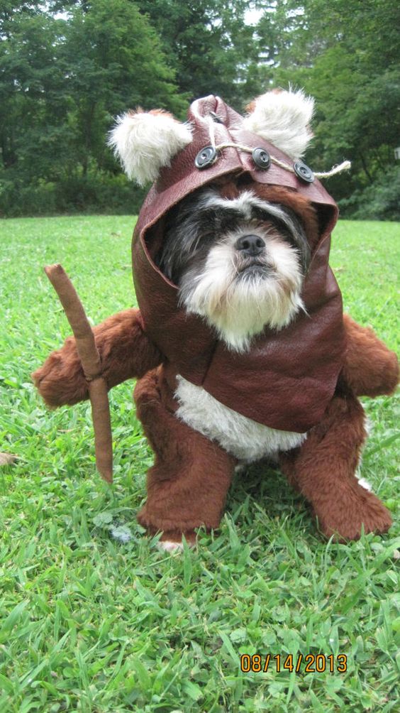 Hahaha! EWOK DOG!!  Dog Halloween Costume Size Medium or Large by sewdoggonecreative, $