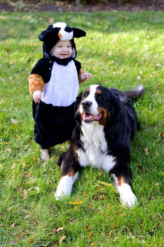 Halloween Bernese Mountain Dog costume
