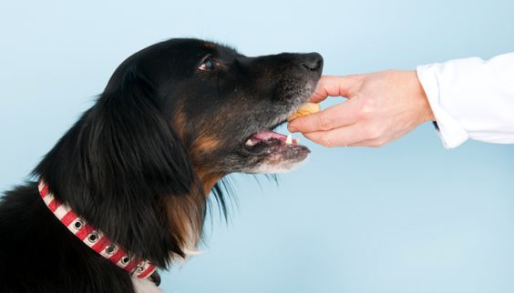 Hand feeding your dog has many benefits. It's a great way to increase impulse control, build trust, help fearful dogs, improve focus, and strengthen the