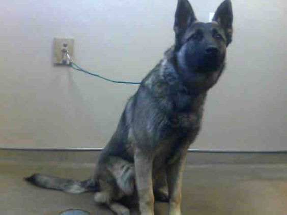 *HANDSOME - ID#A694523    Shelter staff named me HANDSOME.    I am a male, brown and black German Shepherd Dog.    The shelter staff think I am about 3 years old.    I have been at the shelter since Jan 18, 2013.
