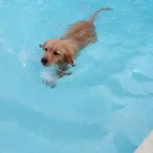 HAPPY FRIDAY!! #Puppy #swimming