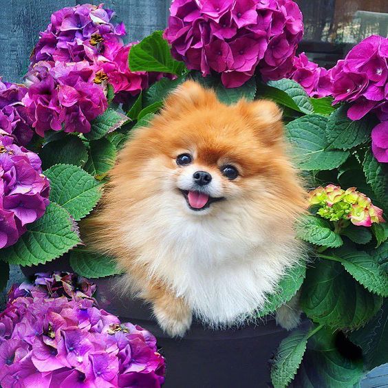 Happy #tongueouttuesday from my little flower girla rare Hydrangea Pomerania species! -------------------------------------------------- This is my entry for the #Sendadogphotospring Contest hosted by @sendadogphoto @dog_is_family @myndiandme @gsdofig  This is my entry for the #SportLeashBloomingFun contest hosted by @pupsonpar @miles jose @oli_the_aussie_  This is my entry for the #meowsandwoofs50k contest hosted by @Meows And Woofs Last Name by monique_ginger