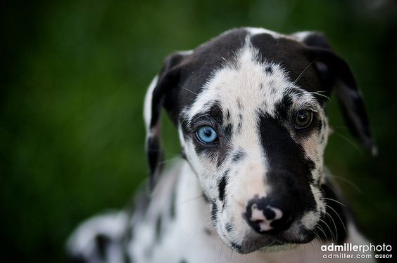 Harlequin Great Dane  Perfectly Adorable! WANT!