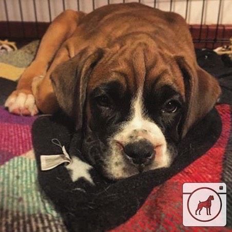 @harryboxerpuppy We love #boxers @Chris Lauer. This pup is too #cute not to feature! #boxergram #boxer #boxers #boxerpuppy #boxerpuppies #boxerdog #boxersofinstagram #boxerdogs #dog #dogs #puppy #puppies #pet #pets #cute #animals #weeklyfluff #boxeraddict #boxerlove by boxergram