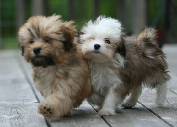 Havanese - dogs that don't shed and are cute!