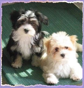 Havanese puppies - NO better small dog breed, period.