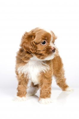 Havanese, small dog breeds