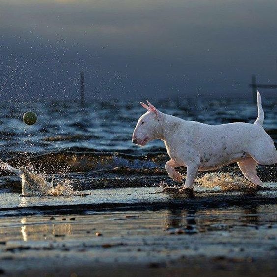 Having a Ball. #bullterriers #bullybreed #clairethebullterrier #bullterrier #dog #dogs #dogphotography #beach #alicevankempen