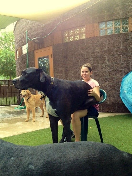 He thinks he's still a lap dog.