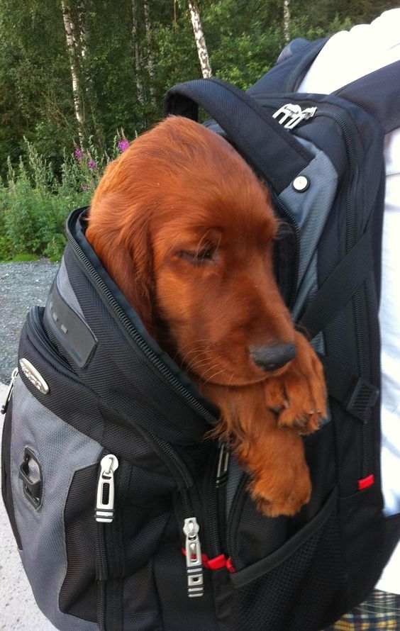 He was so tired he had to be carried home.