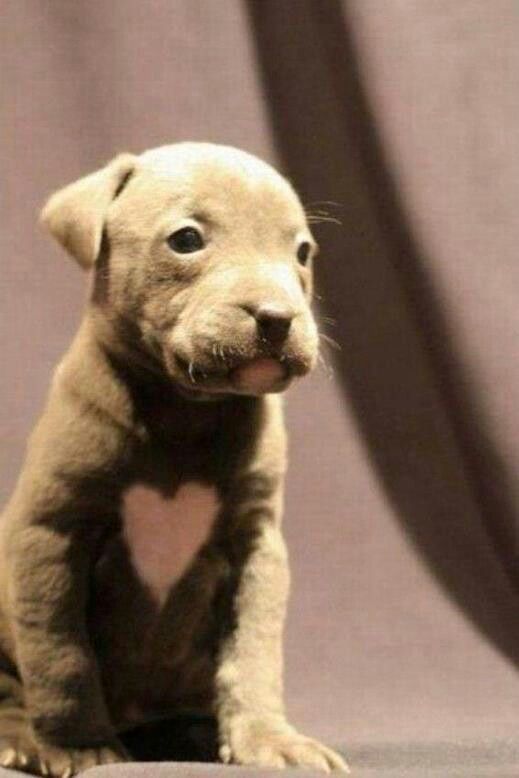 heart dog ..a pit bull puppy named Love