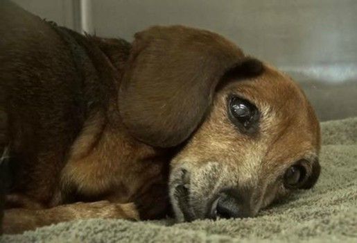 Heartbroken and scared, 12-year-old Dachshund barely moves in shelter kennel