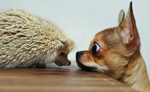 Hedgehog and chihuahua