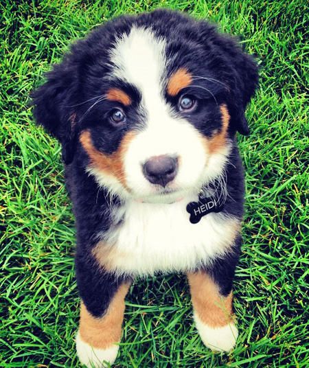 Heidi-the-Bernese-Mountain-Dog The Daily Puppy