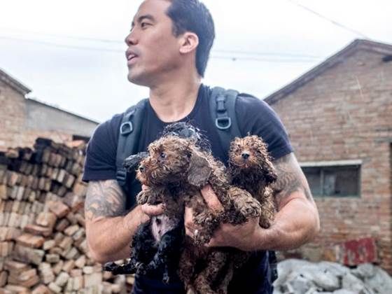 Help Fund the Efforts that Saved the China 11 (Animal Hope & Wellness FOUNDATION - Marc Ching)