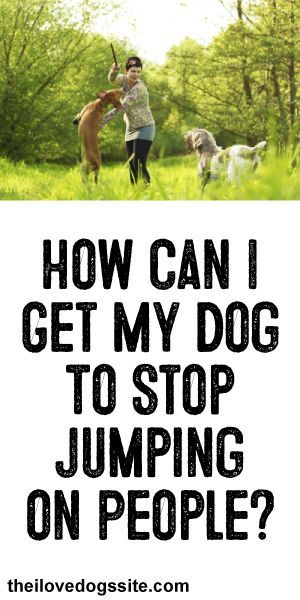 HELP!: How Can I get My Dog To Stop Jumping On People?