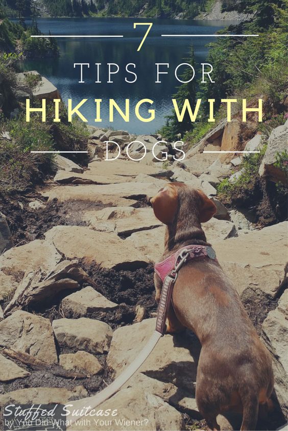 Helpful Tips for Hiking with Dogs and what to pack for fun and keeping your furry friends safe!