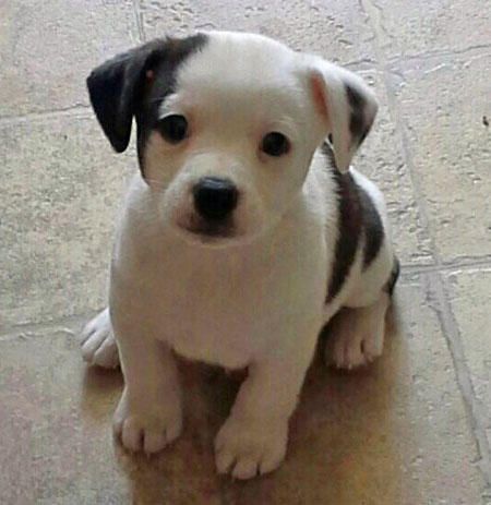 Henrik, the Jack Russell Terrier puppy