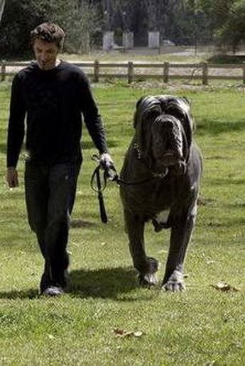 Hercules is an English Mastiff and who has a 38 inch neck and weighs 282 pounds.