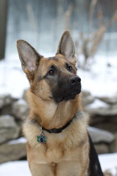 Here Are 10 Facts German Shepherd Lovers Must Always Remember The last one made me cry