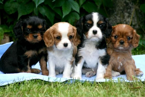 HERE ARE THE 4 TYPES OF Cavalier King Charles SpanielS