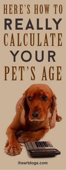 Here's How To Really Calculate Your Pet's Age