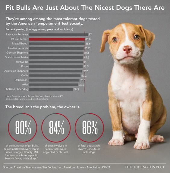 Here’s Why You See So Many Pit Bulls In Shelters