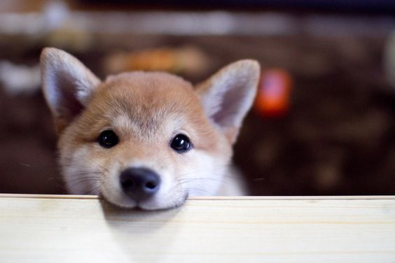 Hey there cute little #ShibaInu. The Shiba Inu puppy is so cute!