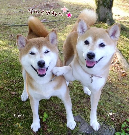 Hey, while the humans are under Shiba mind control, ask for another treat!