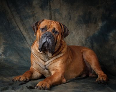 history on boerboel dogs - Google Search-omg! Doesn't this look like an older fatter version of Hugo?!