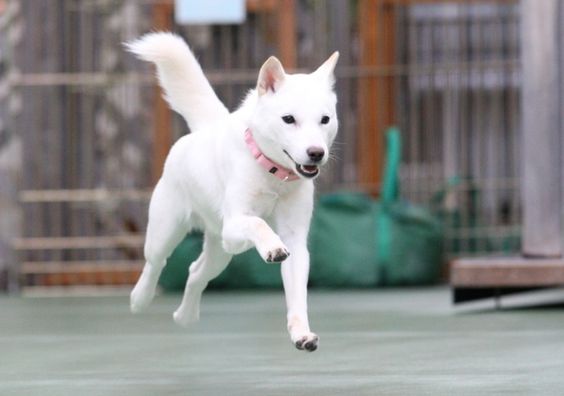 Hokkaido Inu Dog