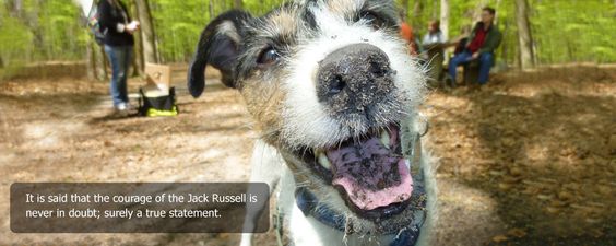 Home Jack Russell Terrier Photo