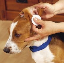 Homemade dog ear cleaner: 1:1 ratios of either white vinegar  water or white vinegar  witch hazel.