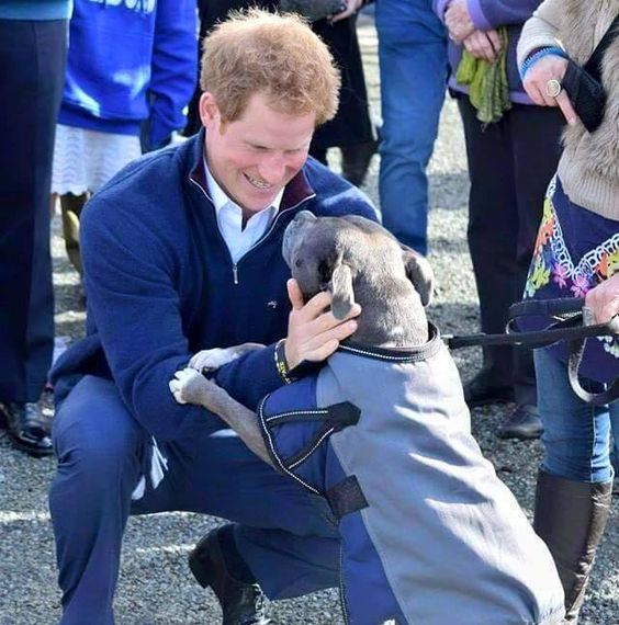 How cool is this, Prince Harry receives a HUGE welcome from Lola, a Staffordshire Bull Terrier, during his visit to New Zealand.
