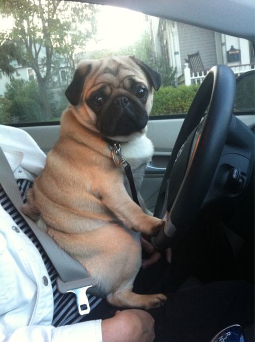 How cool would it be to have a Pug chauffeur to work?  < #‎PugPower #‎PugLife #‎cuteness