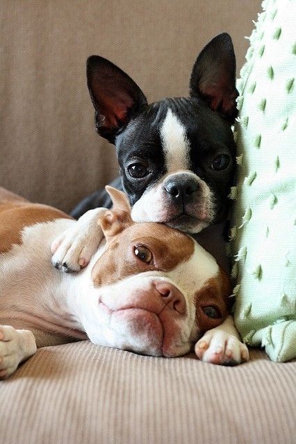 How cute are these French bulldogs!? #lbloggers #puppylove
