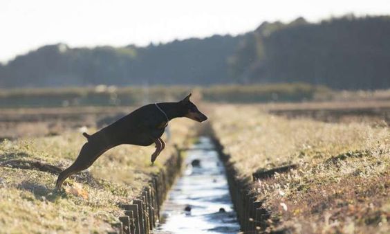How #dogs find their way home (without a GPS)
