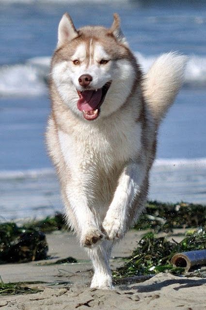 How fast can a Siberian Husky run?.Click the picture to read