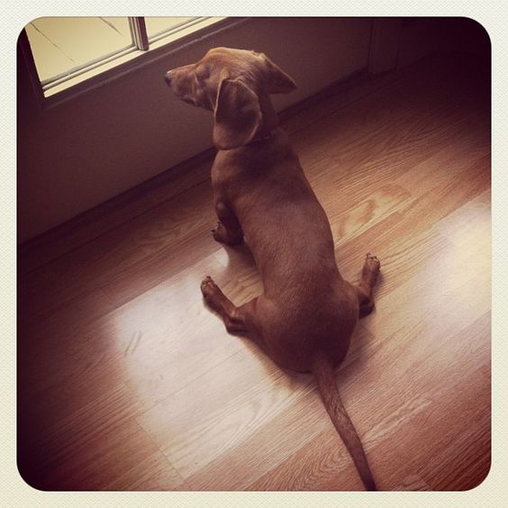 How mini dachshunds sit.