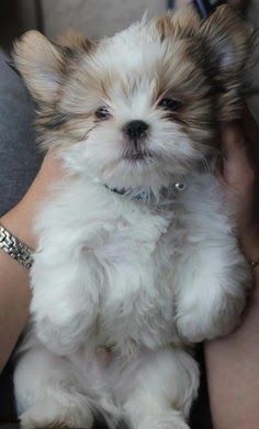 How much does a Shih Tzu Puppy Cost? click the picture to read