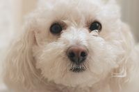 How to Get Rid of Tear Stains on a White Puppy Naturally | eHow