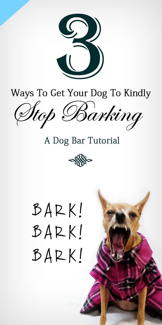 How To Get Your Dog To Stop Barking. #baddog