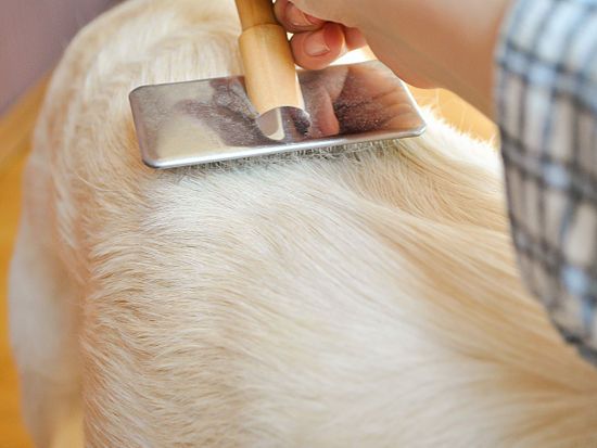 How to Groom a Golden Retriever: 10 steps (with pictures)