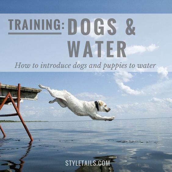 How to introduce dogs and puppies to water.