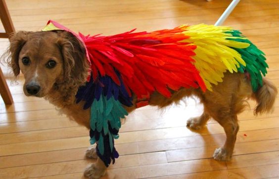 How to Make a Bird Costume for a Dog. Make a falcon for my Maltese falcon!