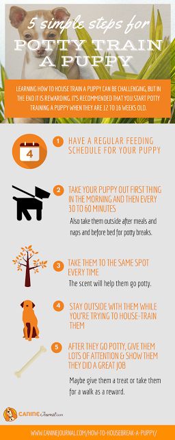 How to Potty Train a Puppy: