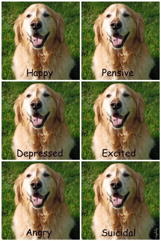 How to recognise the moods of a Golden Retriever