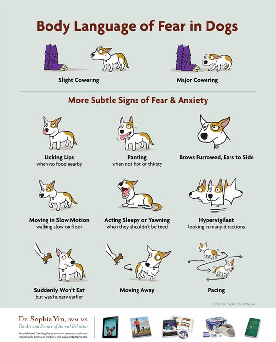 How to recognize body language of fear in dogs - teaching kids how to interact with dogs. @LolaThePitty Poster Via Dr. Sophia Yin